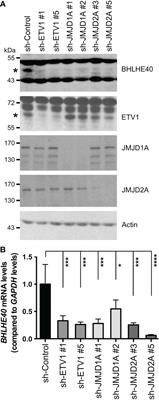 Promotion of colorectal cancer by transcription factor BHLHE40 involves upregulation of ADAM19 and KLF7